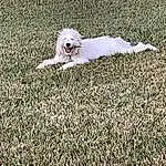 Dog, Carnivore, Grass, Dog breed, Plant, Companion dog, Toy Dog, Groundcover, People In Nature, Lawn, Working Animal, Furry friends, Field, Canidae, Grassland, Shadow, Terrier, Tail, Non-sporting Group