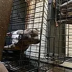 Pet Supply, Mesh, Window, Snout, Recreation, Composite Material, Metal, Cage, Animal Shelter, Facade, Glass, Terrestrial Animal, Service, Daylighting, Handrail, Zoo