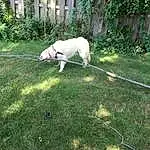 Plant, Dog, Dog breed, Carnivore, Tree, Grass, Companion dog, Fawn, Working Animal, Garden Hose, Tail, Fence, Shrub, Canidae, Window, Home Fencing, Leash, Pasture, Garden