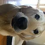 Nose, Dog, Dog breed, Carnivore, Working Animal, Whiskers, Ear, Companion dog, Fawn, Collar, Snout, Canidae, Furry friends, Selfie, Dog Collar, Golden Retriever, Retriever, Picture Frame, Non-sporting Group