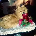 Dog, Dog Supply, Flower, Picture Frame, Dog breed, Carnivore, Couch, Companion dog, Fawn, Spitz, Toy Dog, Pet Supply, Serveware, Snout, Whiskers, Tableware, Plant, Petal, Lamp