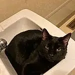 Cat, Felidae, Carnivore, Small To Medium-sized Cats, Whiskers, Bombay, Plumbing Fixture, Kitchen Utensil, Bathroom, Snout, Tail, Black cats, Comfort, Sink, Window, Domestic Short-haired Cat, Plumbing, Tableware, Terrestrial Animal, Tap
