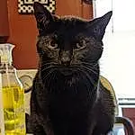 Cat, Felidae, Oil, Window, Carnivore, Small To Medium-sized Cats, Fluid, Liquid, Whiskers, Water Bottle, Plastic Bottle, Mustard Oil, Chair, Drinking Water, Snout, Black cats, Soybean Oil, Solvent, Bottle, Furry friends