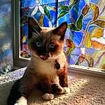 Cat, Siamese, Felidae, Carnivore, Small To Medium-sized Cats, Whiskers, Fawn, Balinese, Snout, Tail, Thai, Furry friends, Electric Blue, Tonkinese, Domestic Short-haired Cat, Terrestrial Animal, Visual Arts, Magenta, Art