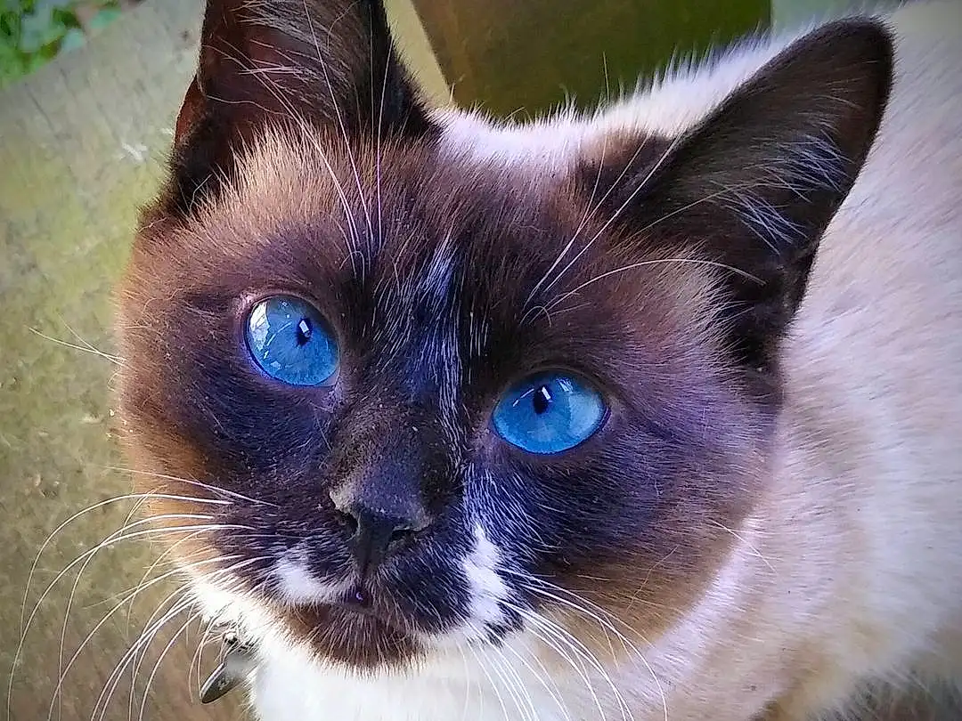 Head, Cat, Eyes, Siamese, Carnivore, Felidae, Small To Medium-sized Cats, Whiskers, Fawn, Snout, Electric Blue, Close-up, Terrestrial Animal, Furry friends, Birman, Domestic Short-haired Cat, Thai, No Expression, Balinese