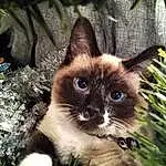 Cat, Eyes, Plant, Felidae, Carnivore, Siamese, Whiskers, Iris, Small To Medium-sized Cats, Fawn, Grass, Snout, Terrestrial Animal, Furry friends, Tree, Thai, Birman, Groundcover, Ragdoll