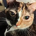 Cat, Window, Felidae, Carnivore, Small To Medium-sized Cats, Ear, Whiskers, Snout, Close-up, Domestic Short-haired Cat, Furry friends, Door, Terrestrial Animal