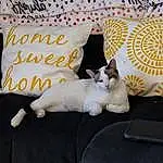Cat, Couch, Comfort, Felidae, Small To Medium-sized Cats, Carnivore, Fawn, Chair, Whiskers, Companion dog, Tail, Linens, Handwriting, Room, Pattern, Musical Instrument, Furry friends, Domestic Short-haired Cat, Cat Supply, Paper Product
