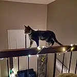Cat, Furniture, Felidae, Carnivore, Small To Medium-sized Cats, Interior Design, Wood, Comfort, Tail, Room, Whiskers, Hardwood, Lamp, Table, Domestic Short-haired Cat, Furry friends, Living Room, Building, Couch