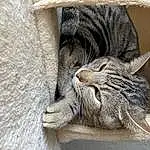 Cat, Felidae, Window, Carnivore, Small To Medium-sized Cats, Whiskers, Grey, Wood, Snout, Domestic Short-haired Cat, Furry friends, Claw, Terrestrial Animal, Comfort, Paw, Tail, Wrinkle, Sleep