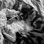 Cat, Carnivore, Felidae, Textile, Black-and-white, Small To Medium-sized Cats, Comfort, Whiskers, Grey, Style, Snout, Monochrome, Black & White, Terrestrial Animal, Plant, Furry friends, Domestic Short-haired Cat, Claw, Paw