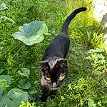 Plant, Cat, Carnivore, Vegetation, Felidae, Grass, Small To Medium-sized Cats, Groundcover, Terrestrial Animal, Tail, Domestic Short-haired Cat, Whiskers, Flowering Plant, Herb, Annual Plant, Shrub, Tree, Herbaceous Plant