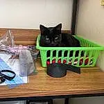 Cat, Felidae, Textile, Carnivore, Interior Design, Small To Medium-sized Cats, Shelf, Pet Supply, Shelving, Wood, Chair, Hardwood, Whiskers, Cat Supply, Room, Stairs, Tail, Black cats