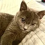 Cat, Felidae, Carnivore, Small To Medium-sized Cats, Grey, Whiskers, Snout, Domestic Short-haired Cat, Furry friends, Comfort, Russian blue, Terrestrial Animal, Chartreux, Claw