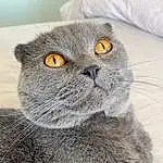 Cat, Felidae, Carnivore, Grey, Small To Medium-sized Cats, Whiskers, Snout, Terrestrial Animal, Close-up, Furry friends, Scottish Fold, Domestic Short-haired Cat