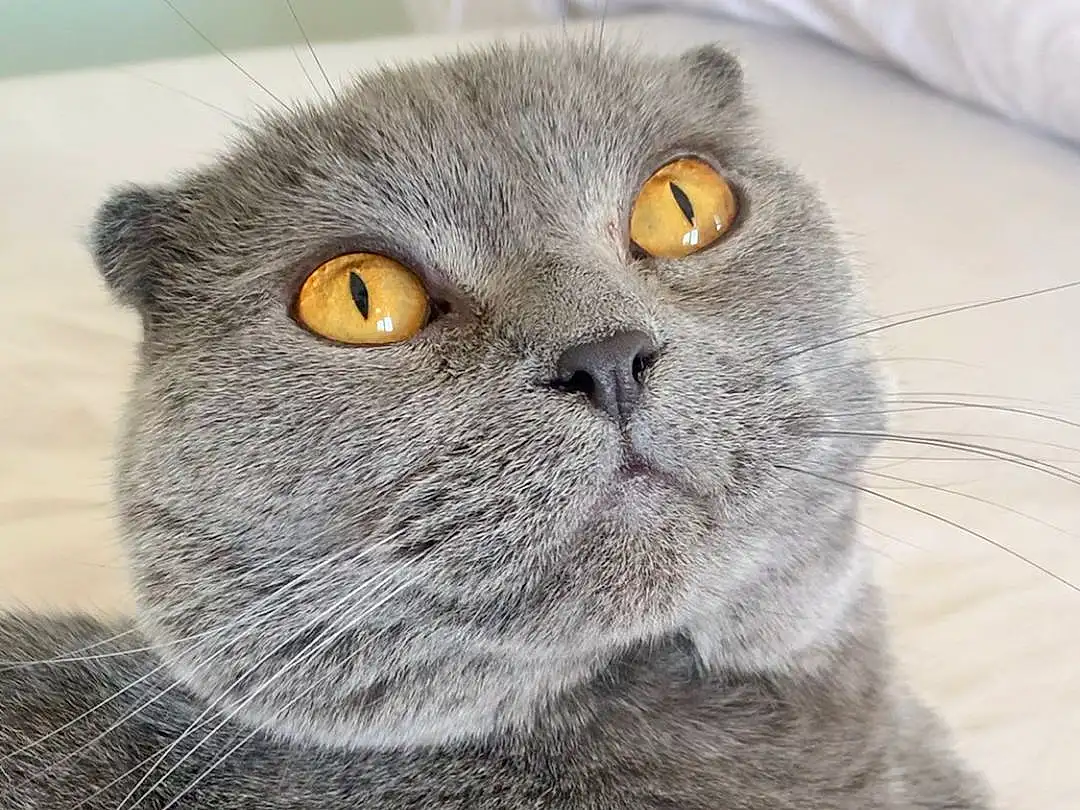 Cat, Felidae, Carnivore, Grey, Small To Medium-sized Cats, Whiskers, Snout, Terrestrial Animal, Close-up, Furry friends, Scottish Fold, Domestic Short-haired Cat