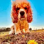 Dog, Plant, Photograph, Sky, Carnivore, People In Nature, Dog breed, Yellow, Sunlight, Flower, Grass, Companion dog, Happy, Fawn, Liver, Toy Dog, Snout, Petal, Spaniel, Tree