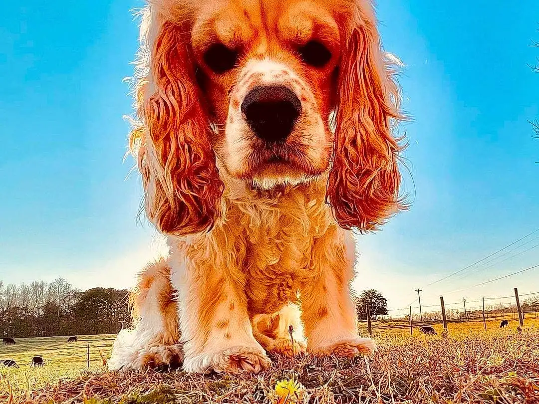 Dog, Plant, Photograph, Sky, Carnivore, People In Nature, Dog breed, Yellow, Sunlight, Flower, Grass, Companion dog, Happy, Fawn, Liver, Toy Dog, Snout, Petal, Spaniel, Tree