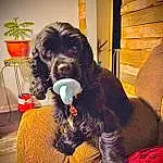 Dog, Liver, Dog breed, Plant, Working Animal, Carnivore, Water Dog, Houseplant, Companion dog, Tints And Shades, Snout, Comfort, Furry friends, Spaniel, Dog Supply, Dog Collar, Chair, Canidae, Wood