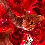 Christmas Ornament, Cat, Holiday Ornament, Carnivore, Red, Ornament, Felidae, Whiskers, Christmas Decoration, Holiday, Event, Magenta, Small To Medium-sized Cats, Christmas Eve, Christmas, Christmas Tree, Furry friends, Conifer