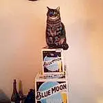 Brown, Cat, Light, Bottle, Felidae, Carnivore, Small To Medium-sized Cats, Clock, Plant, Tree, Poster, Whiskers, Publication, Font, Shelf, Tail, Room, Art, Domestic Short-haired Cat, Wood