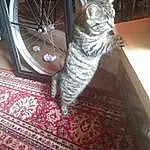 Cat, Felidae, Carnivore, Small To Medium-sized Cats, Wood, Bicycle Tire, Whiskers, Automotive Tire, Wheel, Tail, Room, Rim, Domestic Short-haired Cat, Furry friends, Spoke, Pattern, Automotive Wheel System, Thread, Ceiling