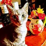 Cat, Felidae, Flower, Carnivore, Small To Medium-sized Cats, Yellow, Whiskers, Fawn, Plant, Snout, Tail, Domestic Short-haired Cat, Furry friends, Petal, Basket, Flowerpot, Paw, Claw, Houseplant, Sweetness