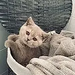 Cat, Felidae, Carnivore, Comfort, Small To Medium-sized Cats, Grey, Whiskers, Basket, Fawn, Snout, Tail, Furry friends, Cat Supply, Domestic Short-haired Cat, Linens, Pattern, Nap, Mesh, Wicker, Paw