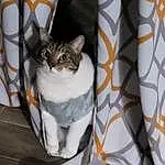 Cat, Felidae, Carnivore, Grey, Small To Medium-sized Cats, Whiskers, Comfort, Domestic Short-haired Cat, Pattern, Linens, Couch, Tail, Curtain, Furry friends, Dishware, Porcelain
