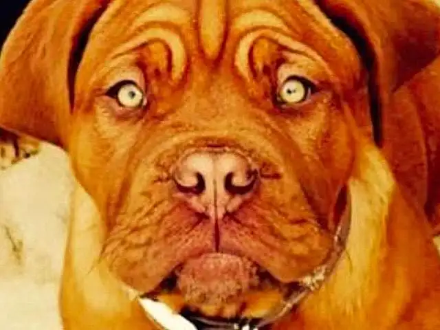 Dog, Dog breed, Carnivore, Liver, Companion dog, Shar Pei, Fawn, Plant, Wrinkle, Whiskers, Snout, Working Animal, Canidae, Wood, Furry friends, Terrestrial Animal, Molosser, Working Dog, Peach