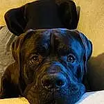 Dog, Carnivore, Dog breed, Working Animal, Fawn, Whiskers, Snout, Companion dog, Electric Blue, Liver, Boxer, Terrestrial Animal, Molosser, Working Dog, Wrinkle, Furry friends, Giant Dog Breed, Comfort, Guard Dog