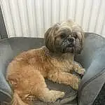 Dog, Liver, Carnivore, Fawn, Dog breed, Shih Tzu, Toy Dog, Companion dog, Working Animal, Terrier, Comfort, Small Terrier, Furry friends, Mal-shi, Maltepoo, Vroom Vroom, Canidae, Shih-poo, Automotive Tire