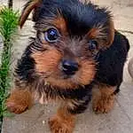 Dog, Dog breed, Carnivore, Companion dog, Toy Dog, Snout, Terrier, Small Terrier, Furry friends, Plant, Yorkipoo, Canidae, Terrestrial Animal, Working Animal, Biewer Terrier, Maltepoo, Liver, Working Dog