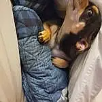 Outerwear, Dog, Comfort, Gesture, Working Animal, Carnivore, Dog breed, Companion dog, Toy Dog, Seat Belt, Whiskers, Nail, Furry friends, Vehicle Door, Pinscher, Canidae, Car Seat, Guard Dog, Child