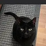 Cat, Carnivore, Felidae, Grey, Small To Medium-sized Cats, Whiskers, Bombay, Snout, Black cats, Wood, Domestic Short-haired Cat, Hardwood, Furry friends, Tail, Terrestrial Animal, Photo Caption, Wood Stain, Rectangle