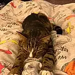 Cat, Felidae, Comfort, Handwriting, Textile, Carnivore, Small To Medium-sized Cats, Whiskers, Linens, Pattern, Tail, Bedding, Furry friends, Domestic Short-haired Cat, Nap, Bed Sheet, Illustration, Paw
