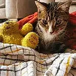 Cat, Carnivore, Bird, Felidae, Small To Medium-sized Cats, Basket, Whiskers, Cat Supply, Comfort, Snout, Toy, Plant, Furry friends, Domestic Short-haired Cat, Linens, Claw, Paw, Stuffed Toy, Animal Shelter, Fruit