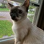 Cat, Window, Siamese, Carnivore, Balinese, Whiskers, Felidae, Fawn, Small To Medium-sized Cats, Snout, Plant, Tonkinese, Thai, Furry friends, Domestic Short-haired Cat, Tail, Mesh, Terrestrial Animal, Sky