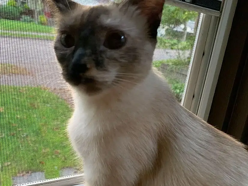 Cat, Window, Siamese, Carnivore, Balinese, Whiskers, Felidae, Fawn, Small To Medium-sized Cats, Snout, Plant, Tonkinese, Thai, Furry friends, Domestic Short-haired Cat, Tail, Mesh, Terrestrial Animal, Sky