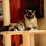 Cat, Carnivore, Felidae, Whiskers, Wood, Small To Medium-sized Cats, Fawn, Snout, Tail, Cat Furniture, Cat Supply, Furry friends, Domestic Short-haired Cat, Window, Paw, Box, Table, Sitting, Hardwood, Basket