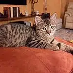Cat, Felidae, Picture Frame, Comfort, Carnivore, Small To Medium-sized Cats, Whiskers, Snout, Room, Domestic Short-haired Cat, Shelf, Furry friends, Terrestrial Animal, Hardwood, Sitting, Cat Supply, Houseplant