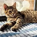 Cat, Felidae, Carnivore, Small To Medium-sized Cats, Whiskers, Terrestrial Animal, Snout, Tail, Paw, Domestic Short-haired Cat, Furry friends, Claw, Sitting, Foot