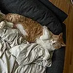 Brown, Cat, Comfort, Textile, Wood, Carnivore, Felidae, Grey, Whiskers, Fawn, Small To Medium-sized Cats, Tail, Linens, Furry friends, Domestic Short-haired Cat, Hardwood, Bedding, Claw, Nap