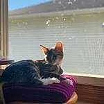 Cat, Window, Plant, Felidae, Comfort, Sky, Carnivore, Small To Medium-sized Cats, Purple, Sunlight, Wood, Whiskers, Fawn, Tints And Shades, Tail, Outdoor Furniture, Furry friends, Sitting, Domestic Short-haired Cat, Window Blind