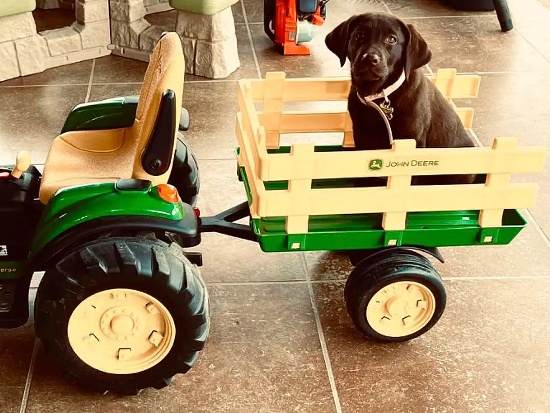 Tire, Wheel, Dog, Vehicle, Automotive Tire, Green, Riding Mower, Vroom Vroom, Tread, Lawn Mower, Mower, Tractor, Carnivore, Mode Of Transport, Fender, Automotive Design, Rolling, Grass, Agricultural Machinery, Automotive Wheel System