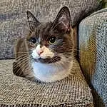 Cat, Felidae, Carnivore, Small To Medium-sized Cats, Whiskers, Grey, Comfort, Snout, Cat Supply, Domestic Short-haired Cat, Furry friends, Paw, Terrestrial Animal, Fang, Linens, Claw