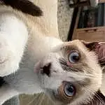 Head, Eyebrow, Cat, Felidae, Carnivore, Siamese, Small To Medium-sized Cats, Whiskers, Fawn, Snout, Eyelash, Close-up, Dog breed, Furry friends, Balinese, Paw, Tail, Terrestrial Animal