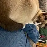 Cat, Siamese, Felidae, Carnivore, Comfort, Fawn, Whiskers, Thai, Balinese, Small To Medium-sized Cats, Dog breed, Snout, Tail, Wood, Companion dog, Furry friends, Domestic Short-haired Cat, Birman, Claw