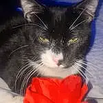 Cat, Felidae, Carnivore, Small To Medium-sized Cats, Iris, Whiskers, Flower, Plant, Petal, Snout, Tail, Cat Supply, Holiday, Furry friends, Sky, Domestic Short-haired Cat, Paw, Cloud, Box, Christmas
