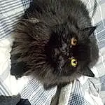 Cat, Eyes, Felidae, Carnivore, Small To Medium-sized Cats, Grey, Whiskers, Snout, Tail, Black cats, Bombay, Claw, Furry friends, Dog breed, Terrestrial Animal, British Longhair, Paw, Canidae